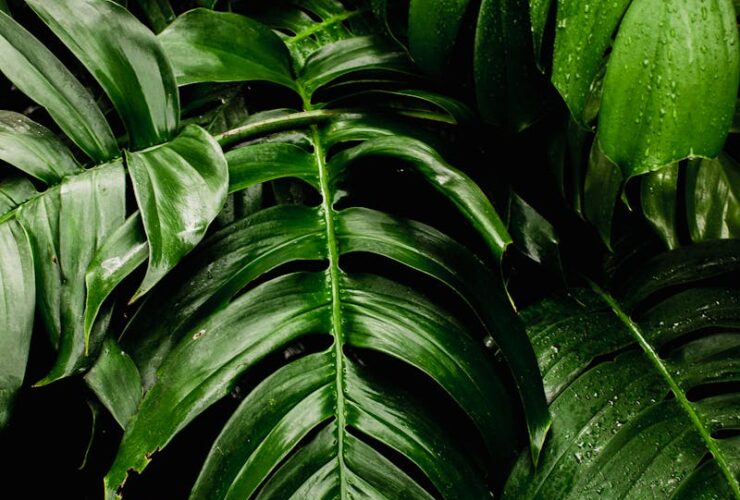 Fotografía móvil: técnicas y trucos para tomar fotos profesionales con tu smartphone Fotografía móvil técnicas y trucos con smartphone cámara